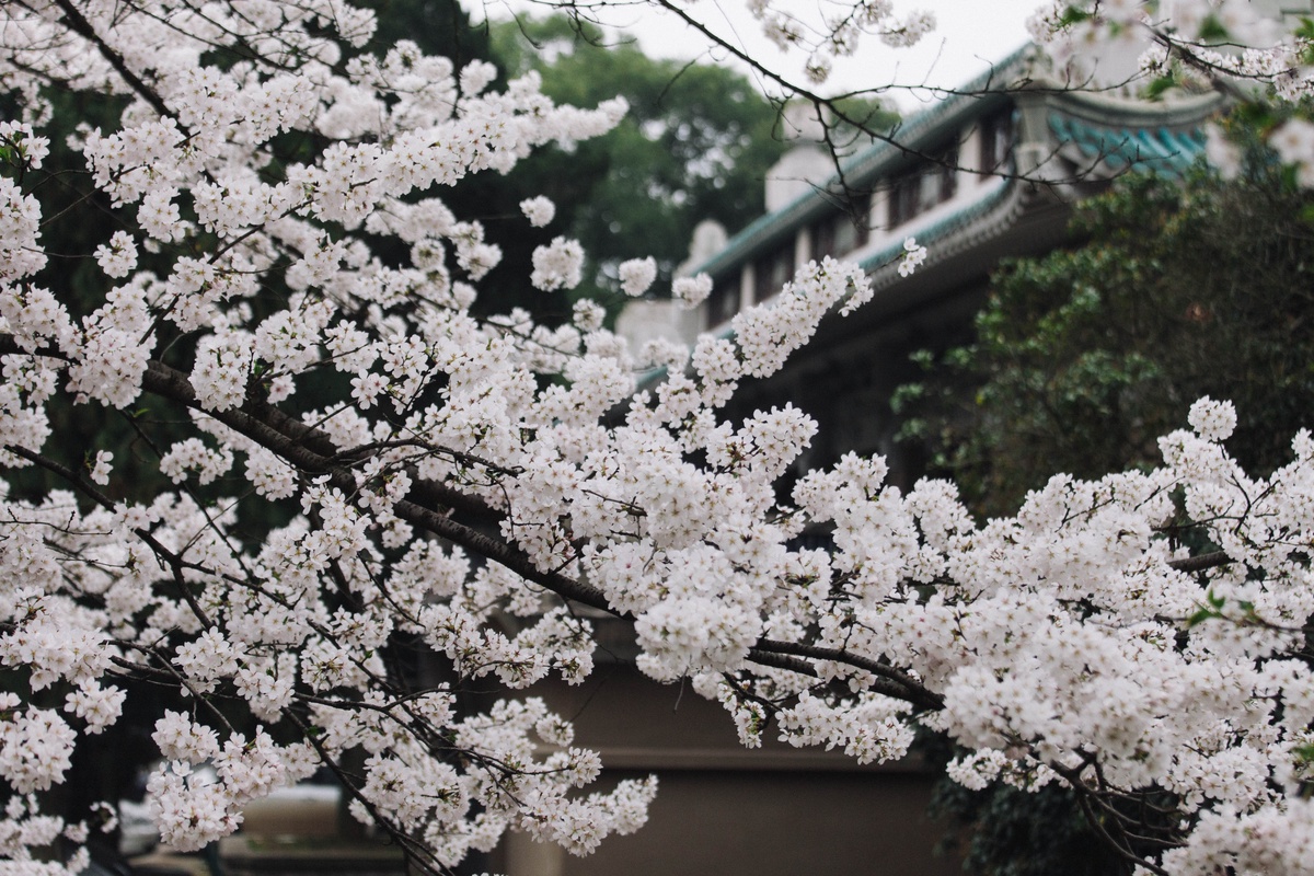 珞珈山盛开的樱花