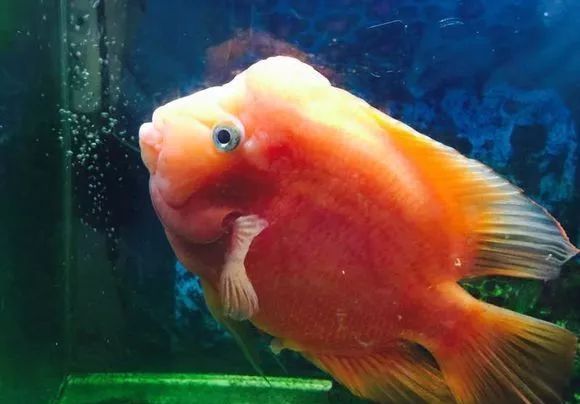 老寿星观赏鱼,虽老态龙钟,但安详如昔