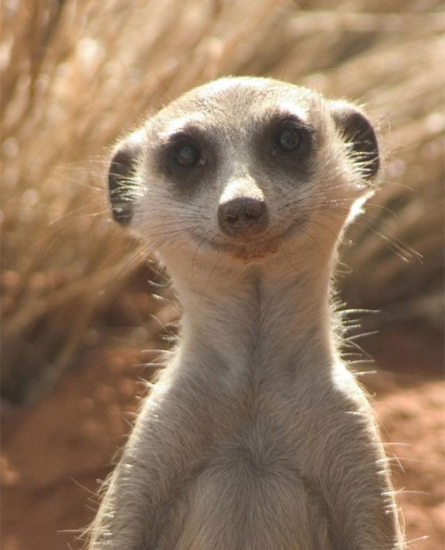 bbc纪录片生命的赞歌《蒙哥》的故事,豆瓣9.1分