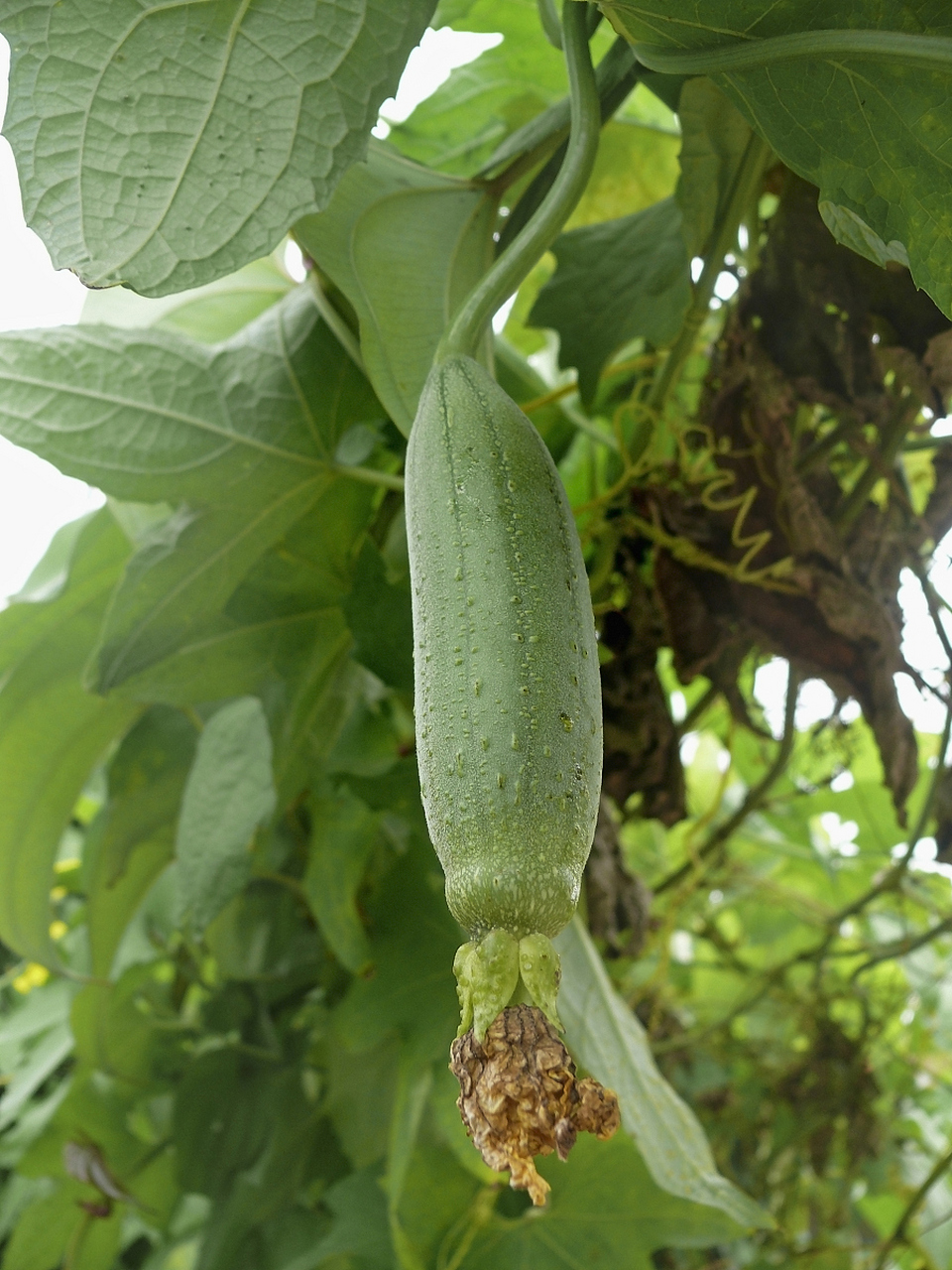 喷瓜以其独特的传播方式在植物王国中备受瞩目.