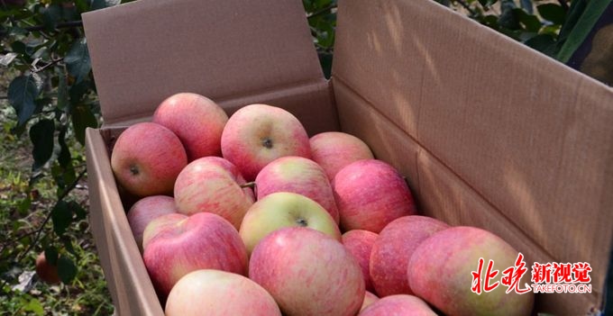北京延庆国光苹果还没下树就有订单上门 特级果每斤10至12元