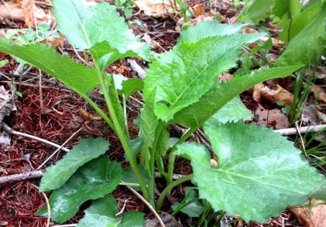 大耳毛野菜吃法图片