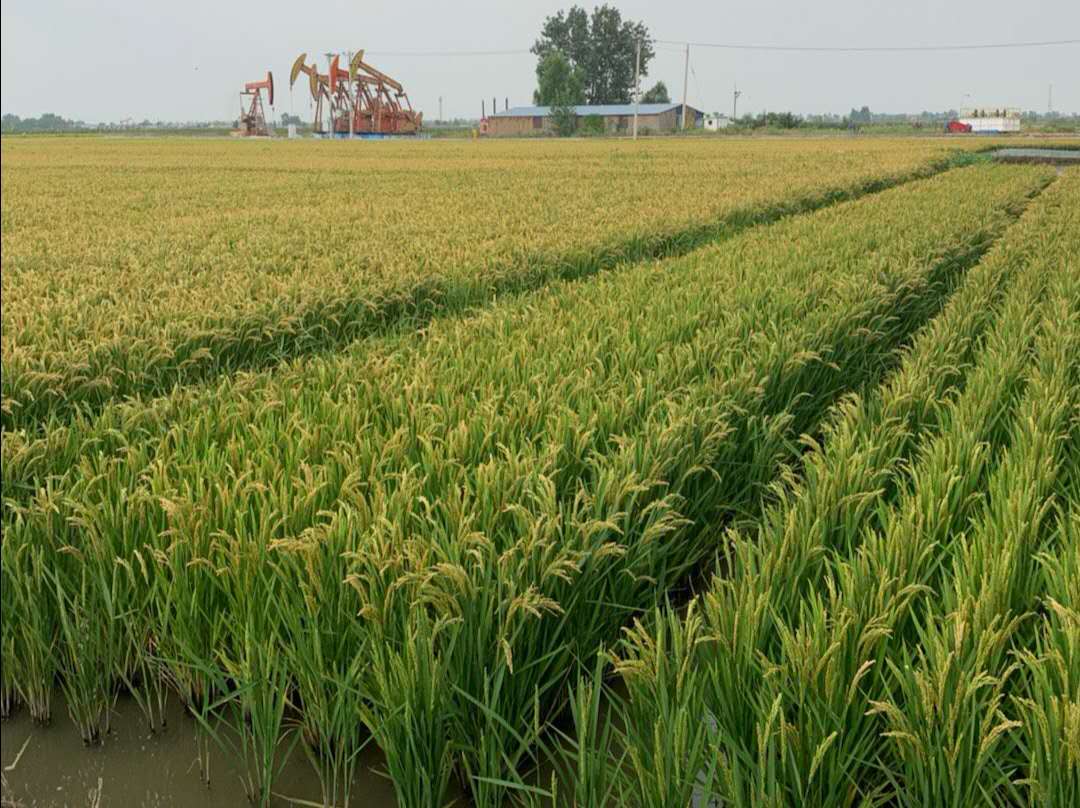 大米- 热门商品专区