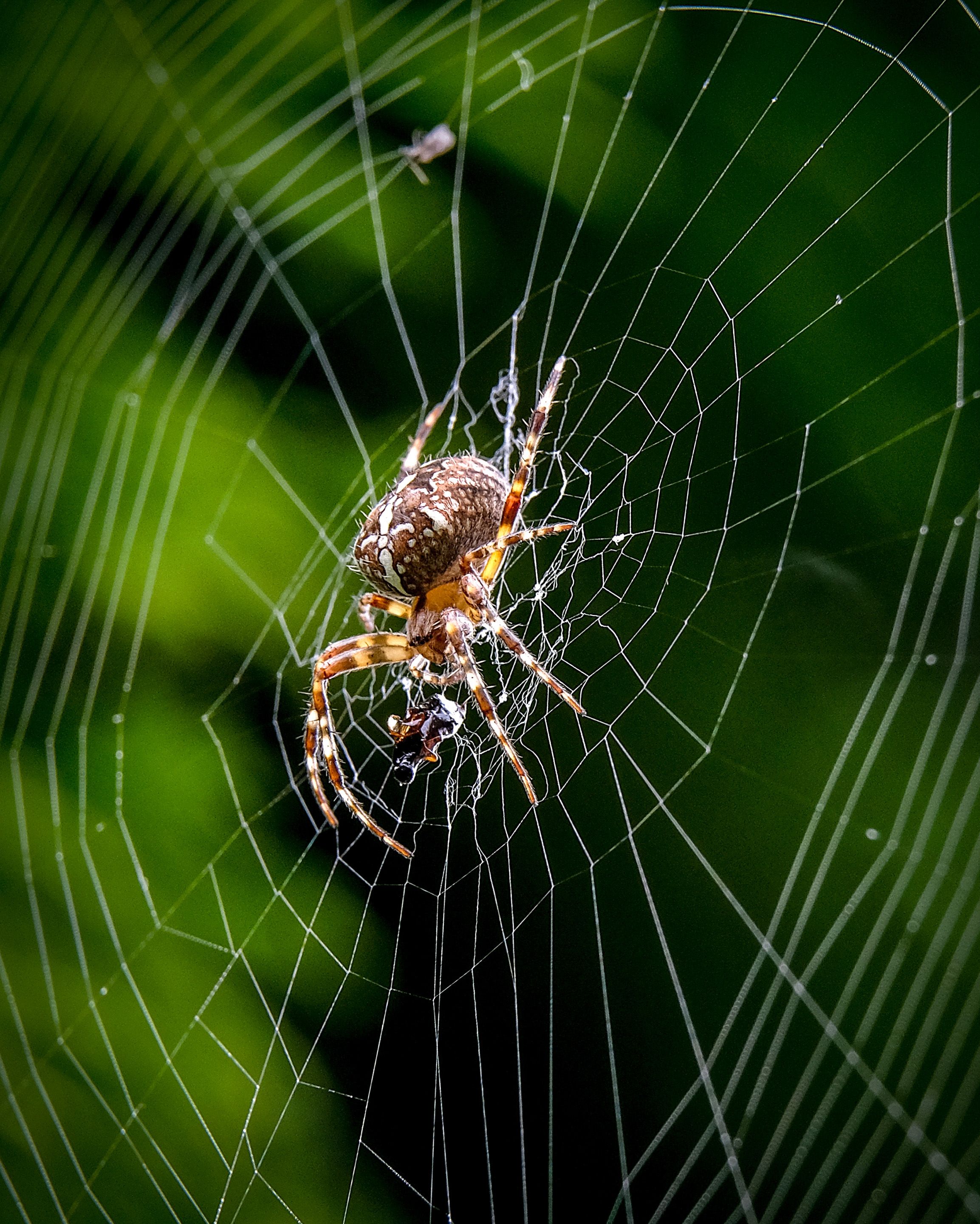 蜘蛛织网(4)