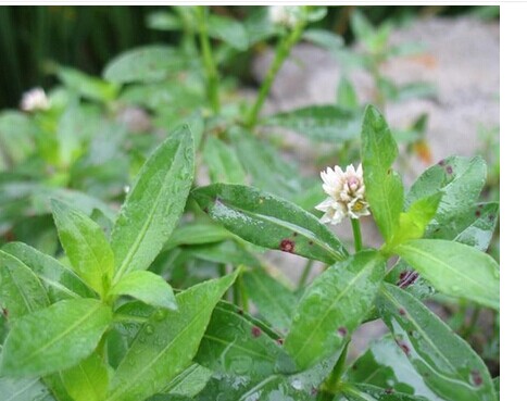 这种植物在农村当杂草,药理上却是宝,原来药用价值那么好!