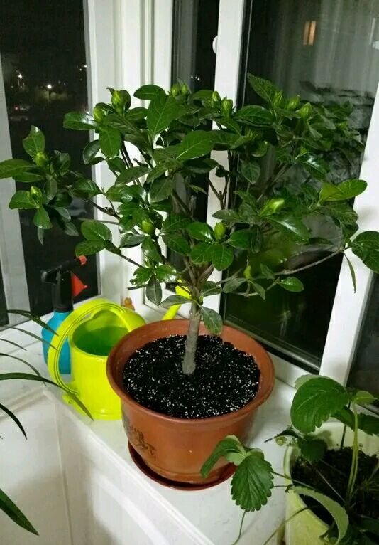 冬天这么养栀子花,叽里咕噜冒满花苞,过年砰砰开大花