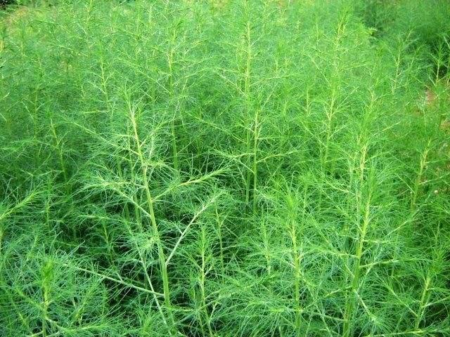 路边这野草,扎人特别疼,灾荒年的美味,如今被人嫌弃