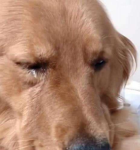 狗狗被主人遗弃,它全程不吭一声,只会"默默流泪"!