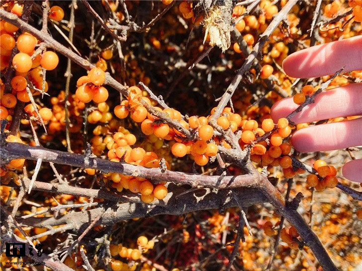 今天早上7点,支付宝蚂蚁森林开卖沙棘汁