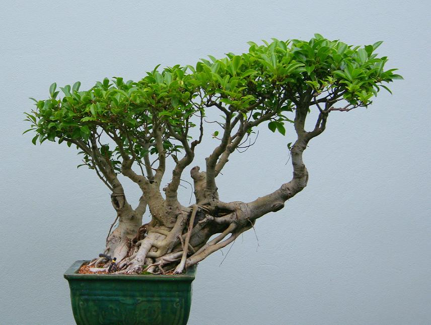 提根式盆景裸露的树根,树干的大部分都没有树叶只留下顶部就像头发一