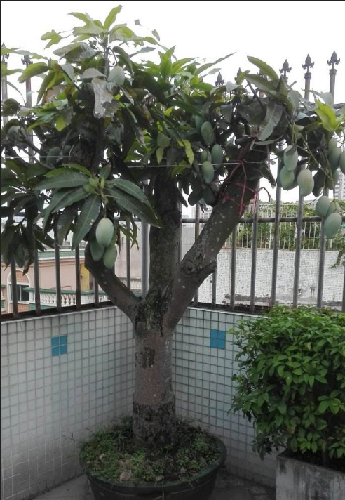 芒果- 优质问答专区