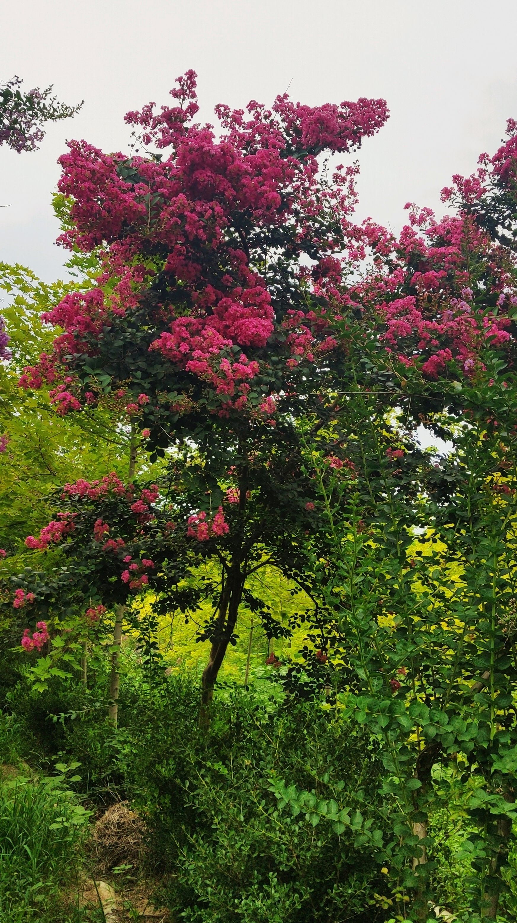 老紫薇的魅力所在