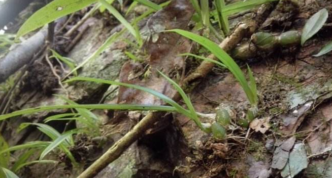 这个草,经常长在石缝中,对女人有帮助,非常稀有,见到要珍惜!