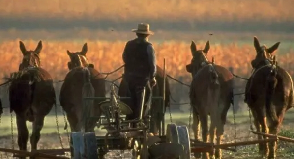 喂马,劈柴,探索美国阿米什人村落,不容错过!