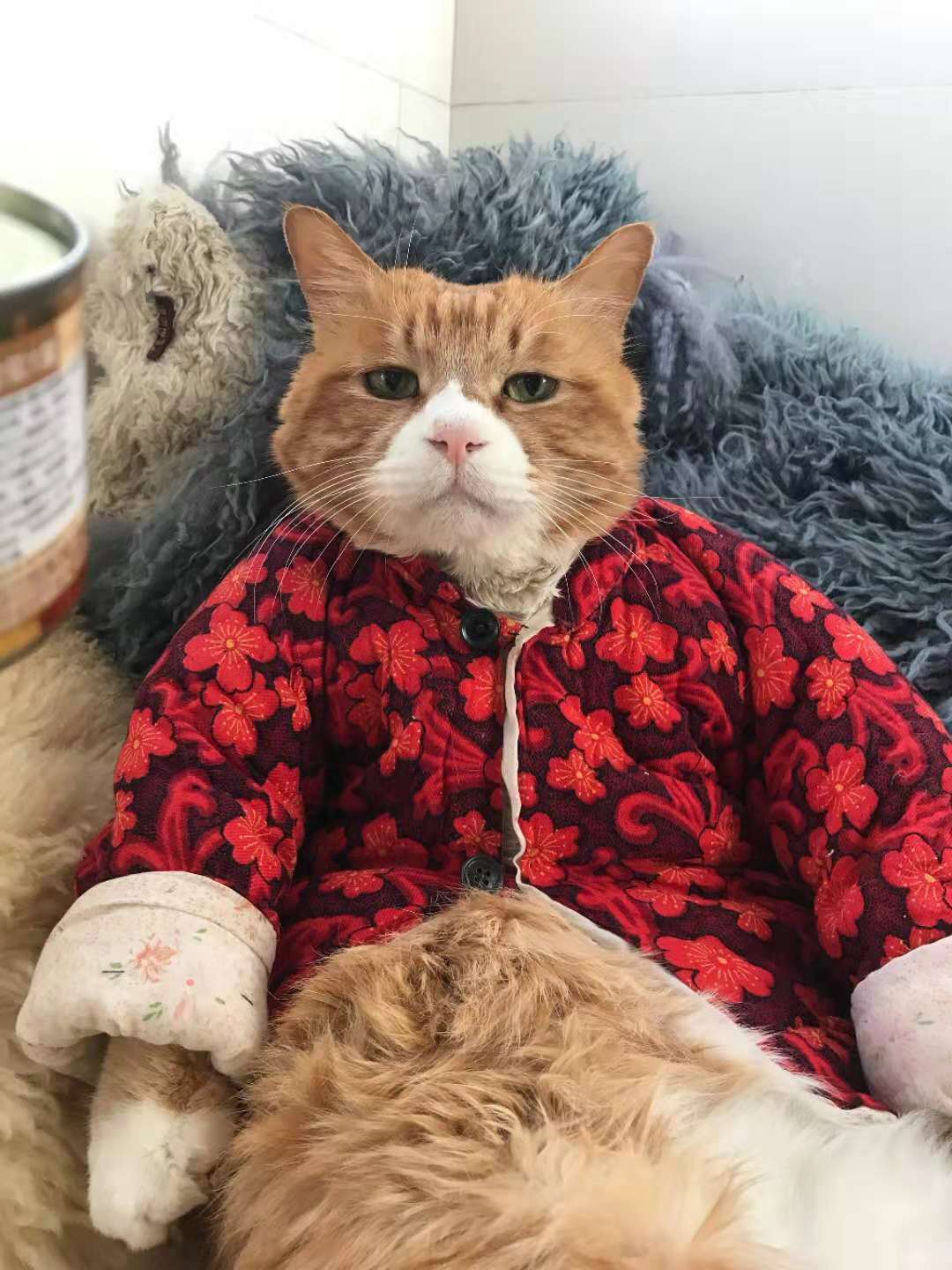 有一种冷叫奶奶觉得你冷,橘猫穿上奶奶做的小棉袄后主人笑哭了