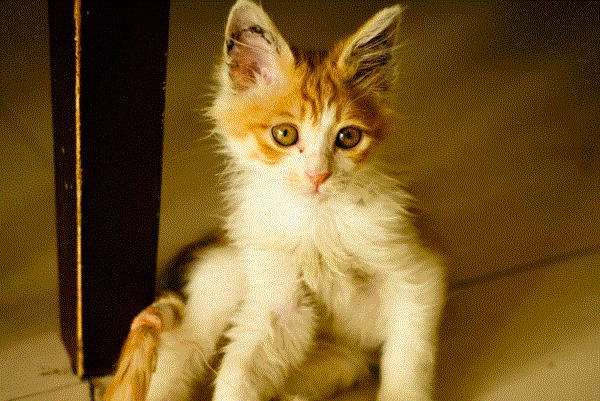 短尾猫那么可爱,为什么还是很少人会养,原来是因为这些