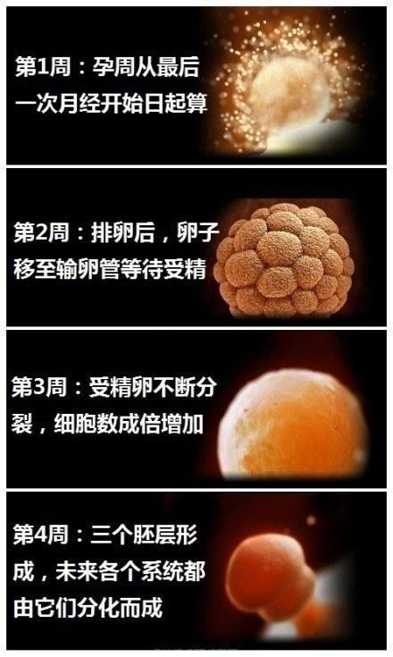 十月怀胎这么神奇!9张图清晰反应胎儿1-40周发育全过程