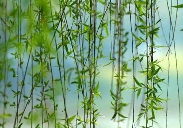 走进爱情的柳芽儿和春风