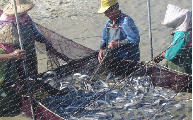 鳗鱼怎么养殖?四个步骤一目了然,快来看看吧