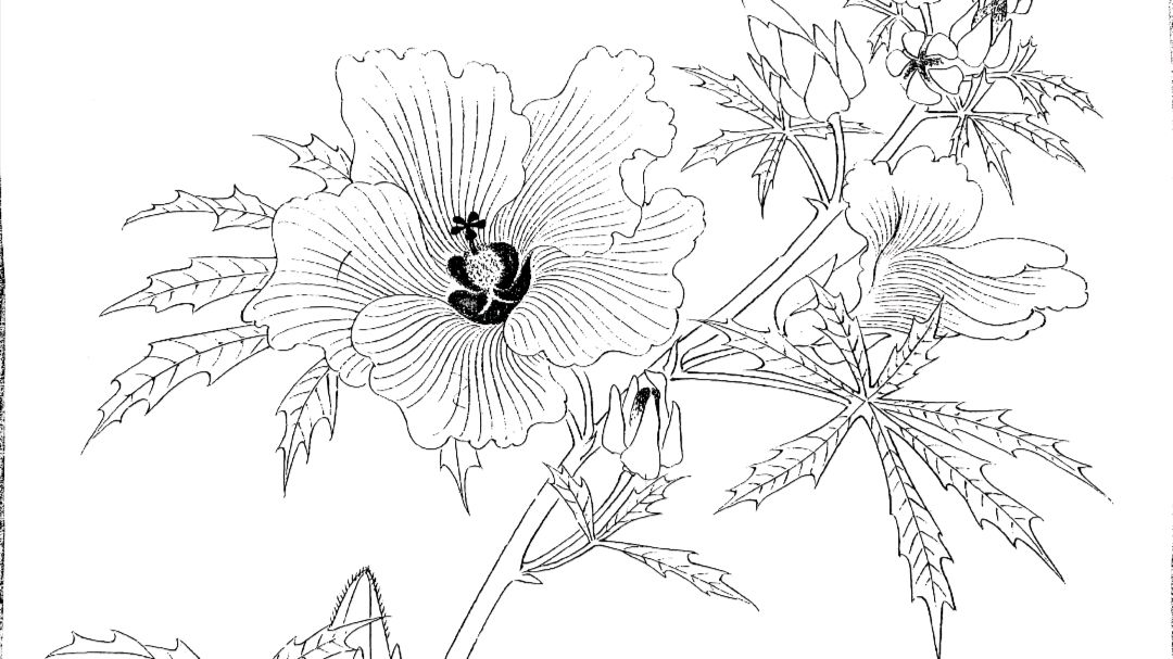 工笔花鸟画起稿技法