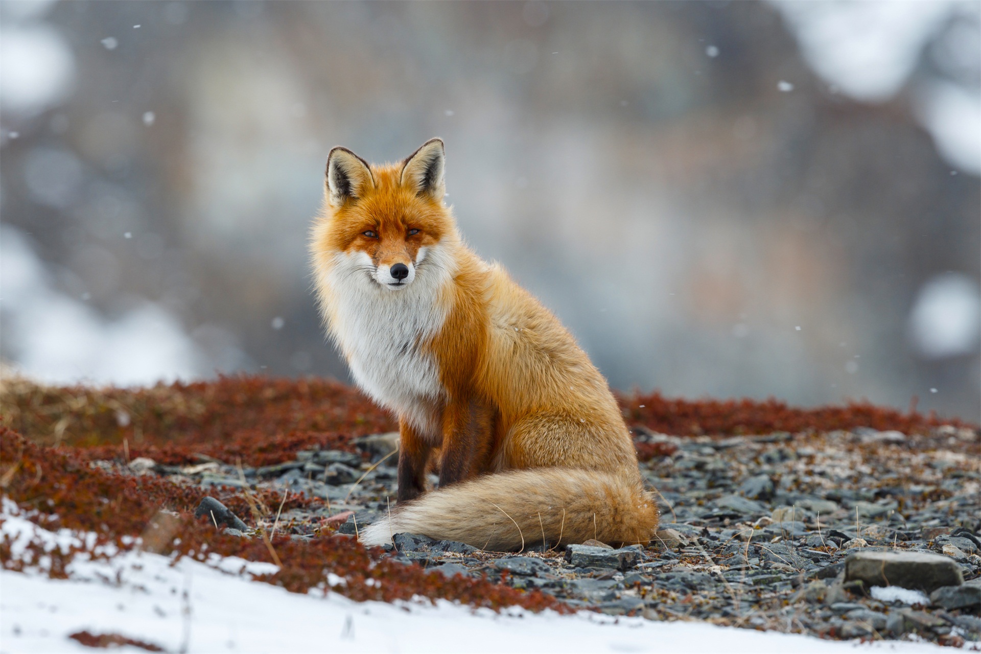 红褐色赤狐-142图片