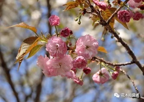 以中国吉祥物麒麟命名的日本樱花麒麟樱