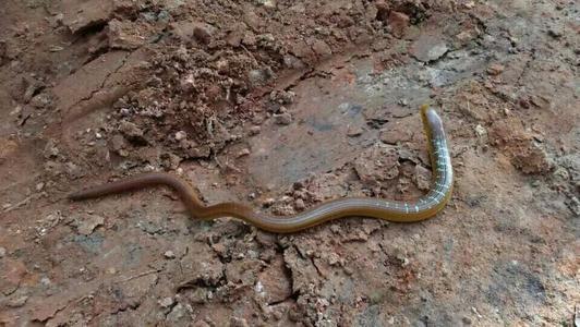 传说中的脆蛇是啥样的?是否如人们所说的那样能自动接骨?