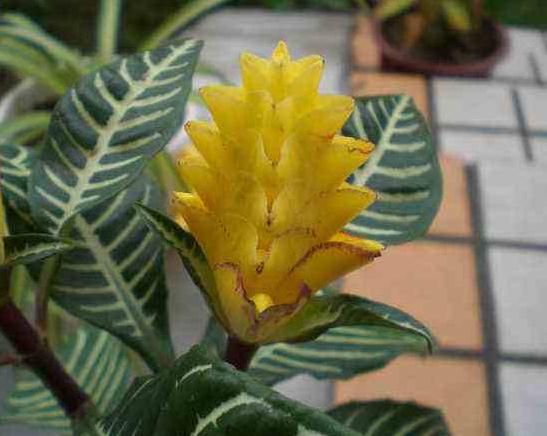 一种"宝塔花"养室内,叶片"白又绿",花朵一开,3月不间断