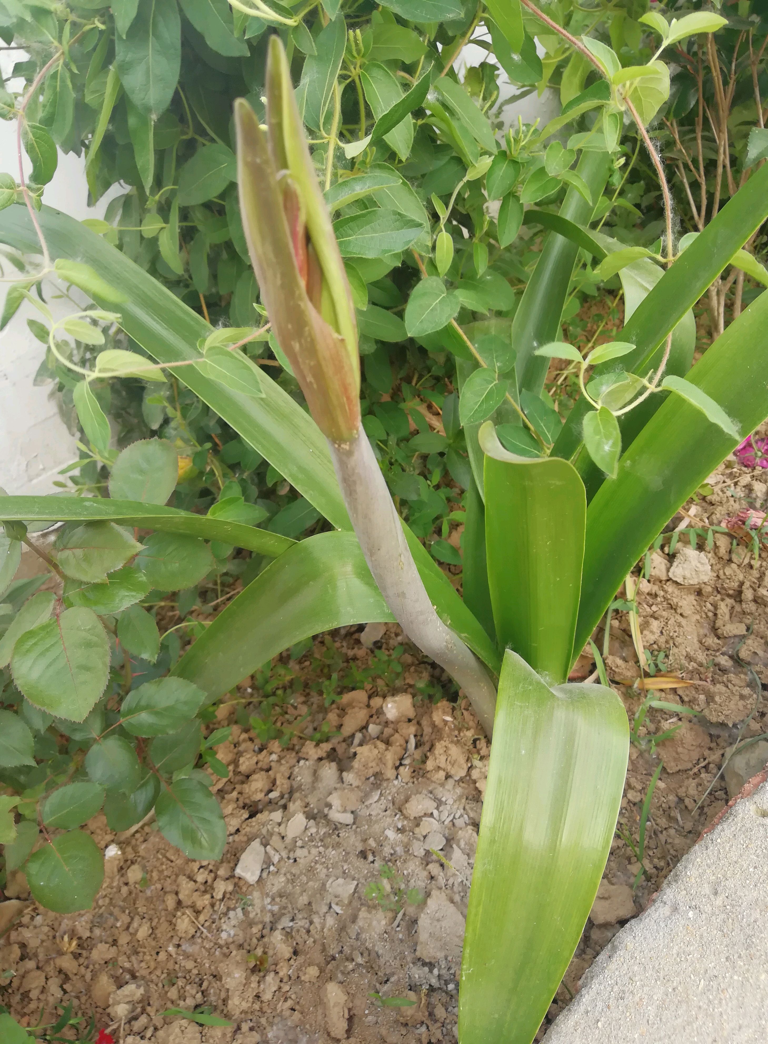 对兰的花开过程,你看过吗