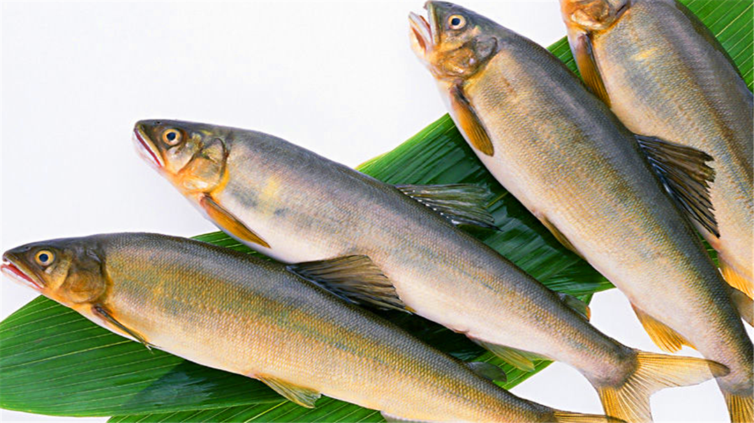 最好吃的4种淡水鱼,肉质鲜美营养高,最后一种竟有"体香"!