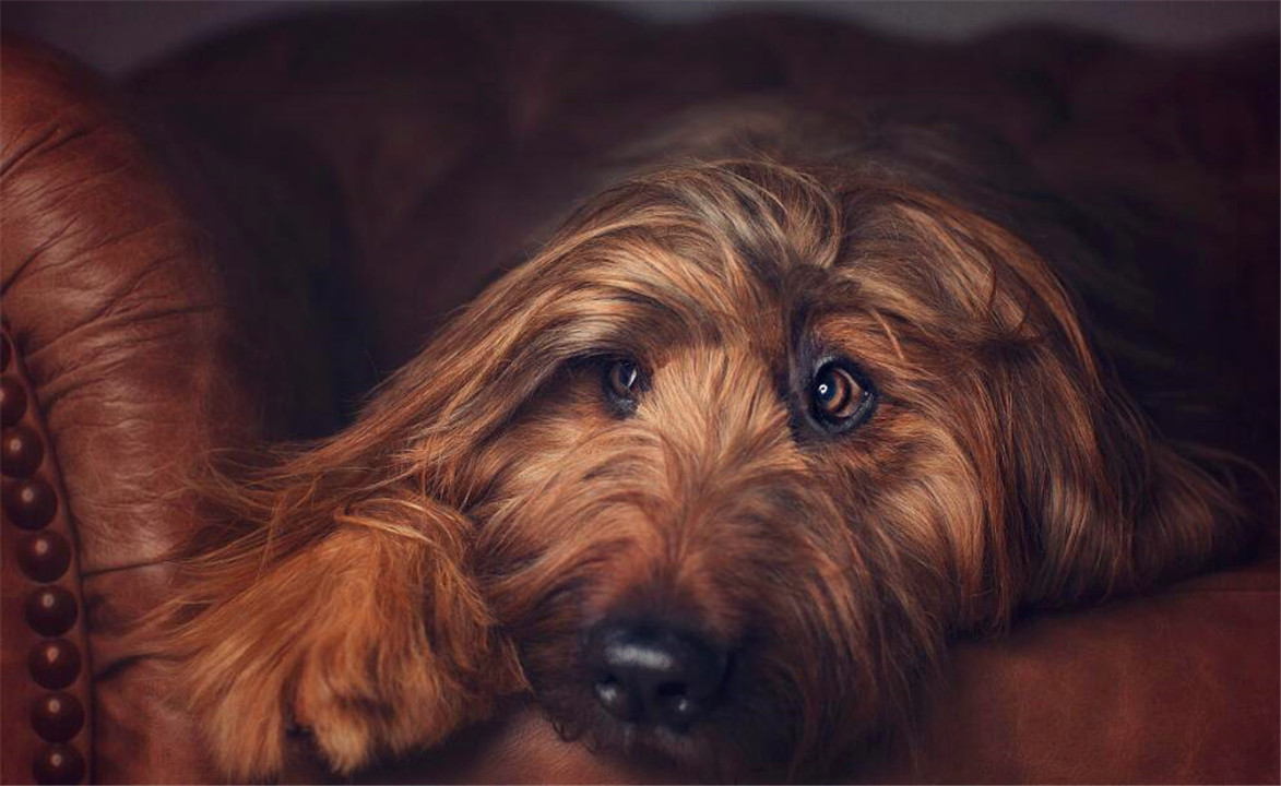 伯瑞犬都有哪一些养护的常识呢?它的毛发需要好好的照顾才行