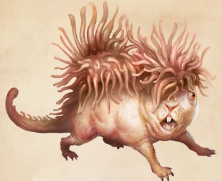 你有竹鼠,我有莫特拉