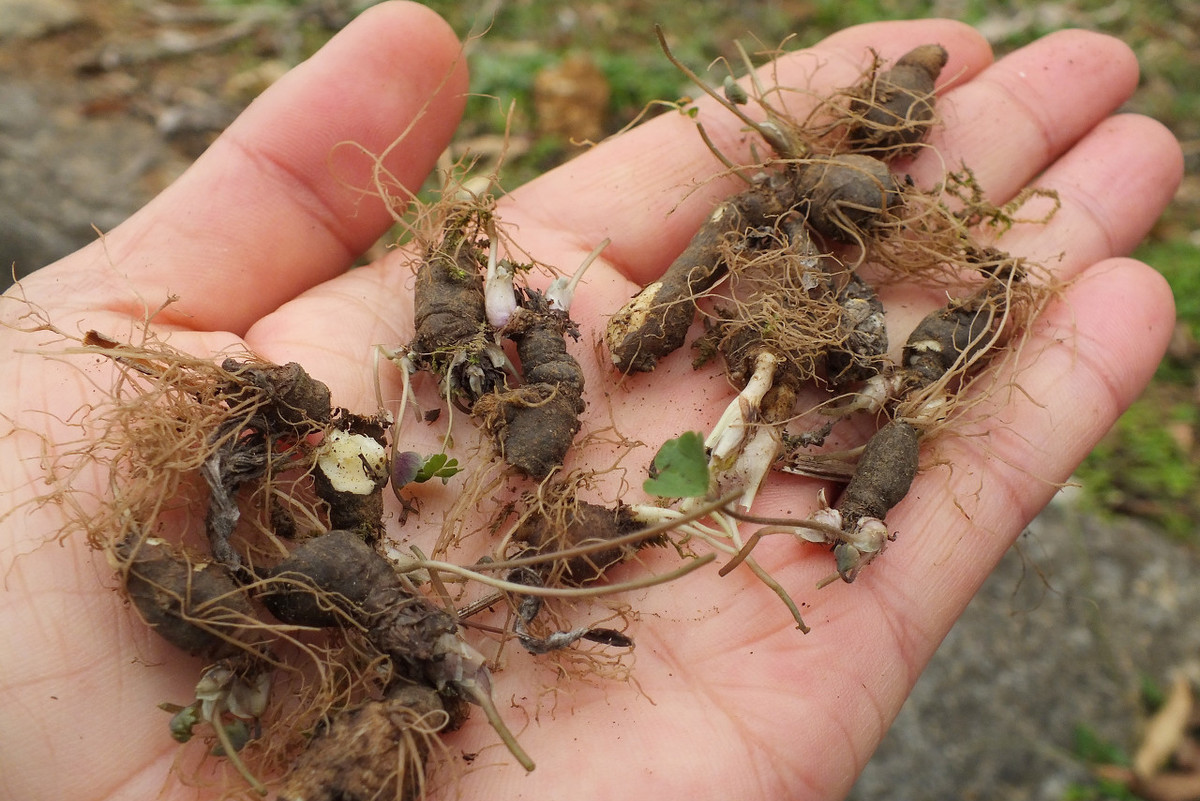 农村人称"蛇不见",块根价值45元1斤,知道的农民争相采收赚钱