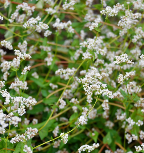 野荞麦全草均可入药,其中药名被称为"开金锁",有清热解毒,消肿排脓