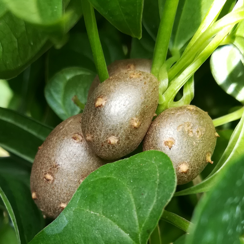 农村这种"小鸡蛋"女性要多吃,功效堪比燕窝,可惜却经常被人当垃圾给扔