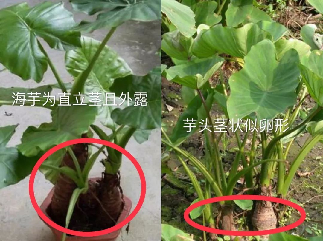 这种植物和芋头极其相似,千万不要误食