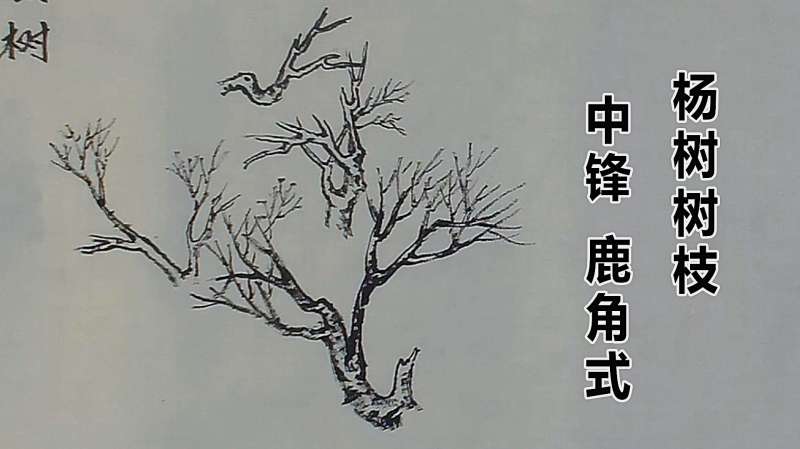 国画技法:吴作成示范杨树 鹿角式树枝的画法,中锋运笔一气呵成,文化历史,文化艺术,好看视频