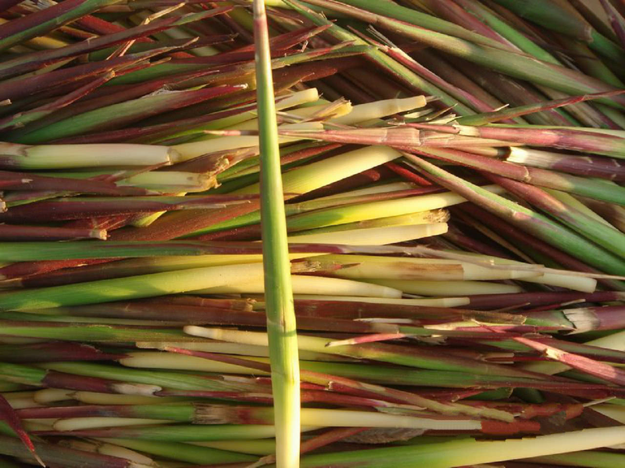 这种植物,根部极为珍贵,人称"茅针",遇见请别错过!
