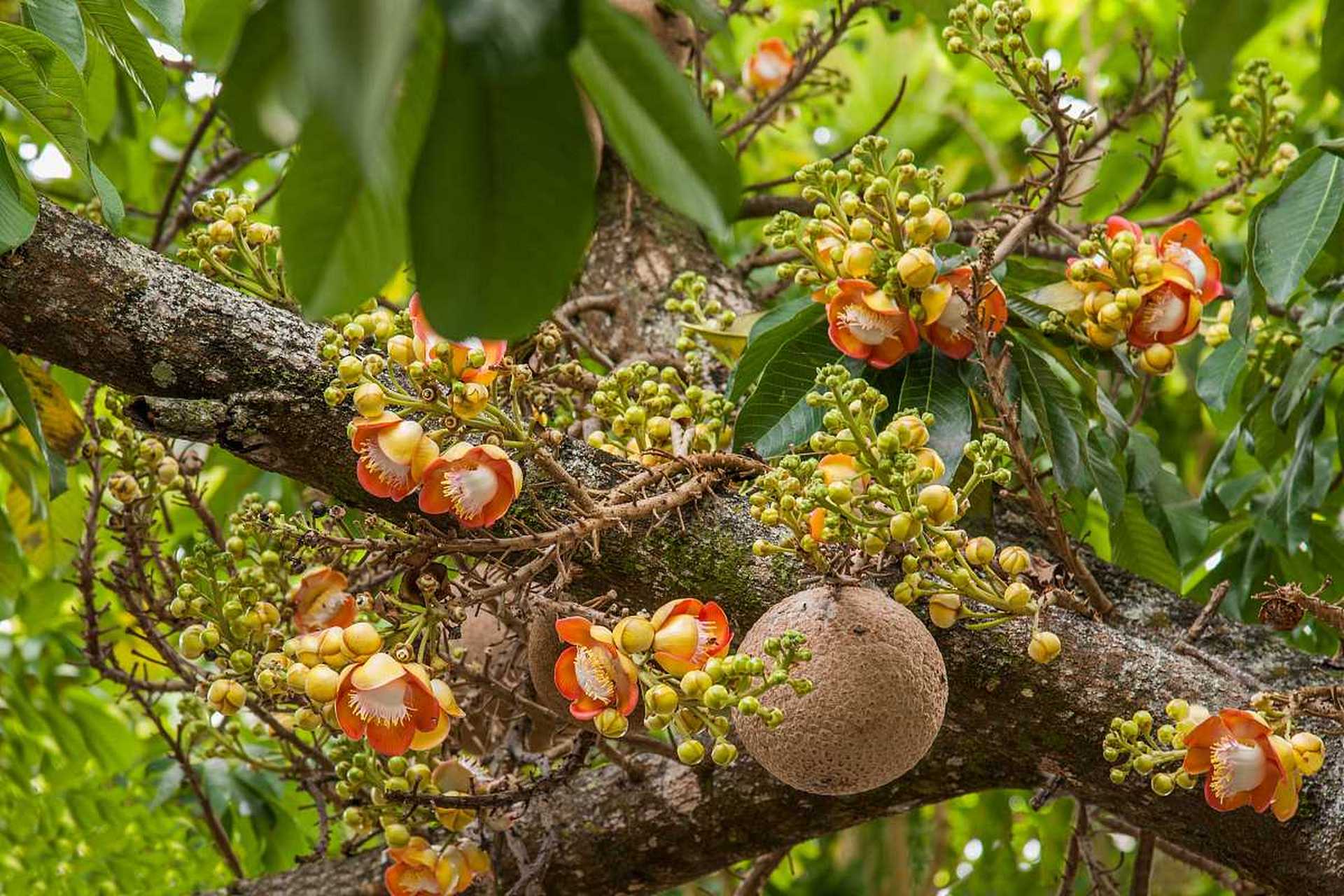 这才是佛肚树,那我拍到的是什么树呢?