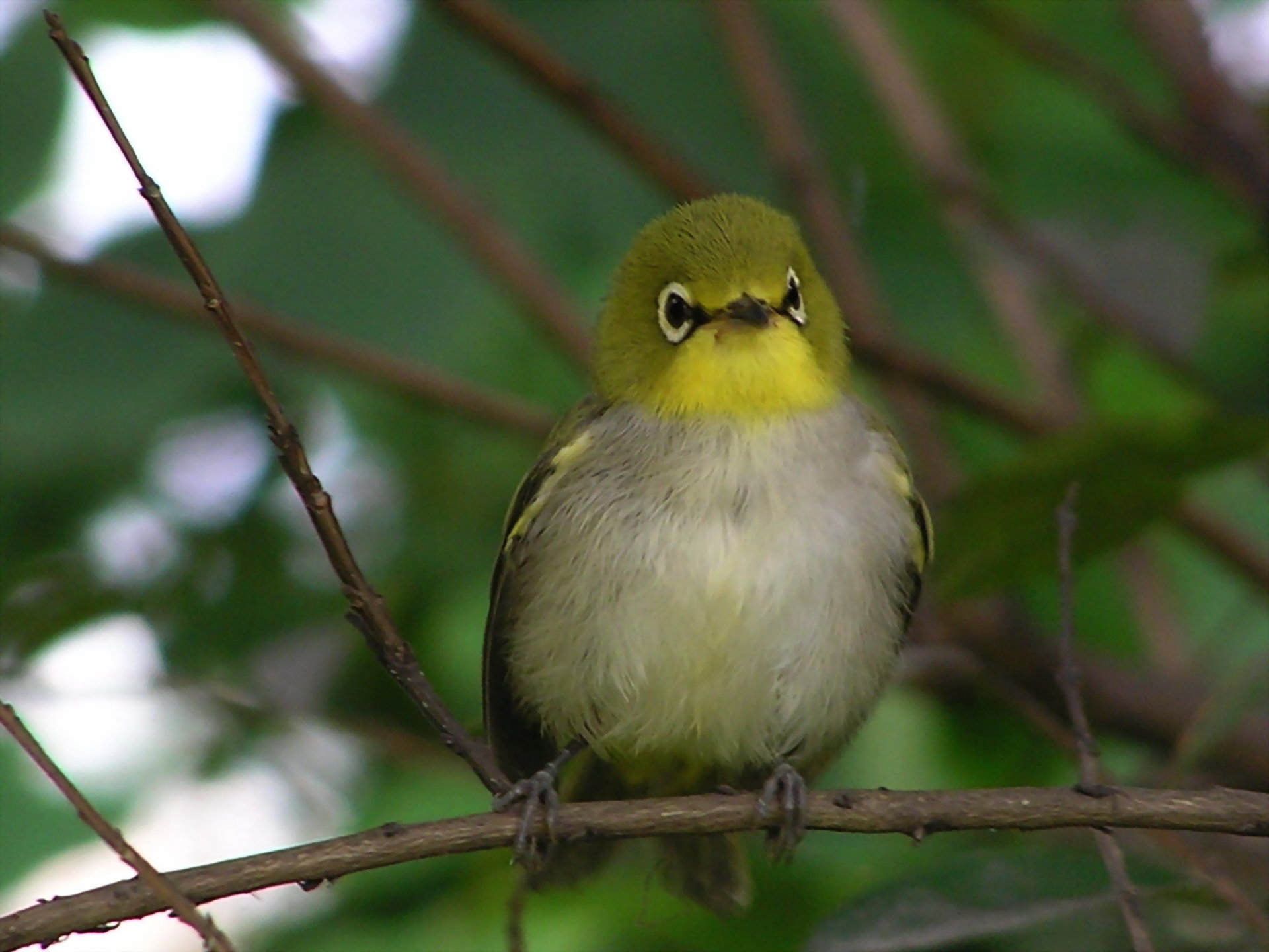 绣眼鸟 - 绣眼鸟科97种鸟类的统称
