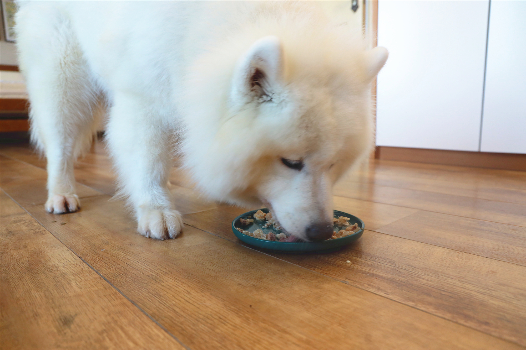 萨摩耶吃饭风卷残云,眨眼间三盆食物全部吃完