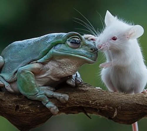 神奇!青蛙想吞食小老鼠,下一秒剧情神反转