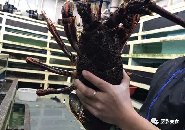 也是一种非常名贵的海产品,其价格要低于澳洲龙虾100元左右