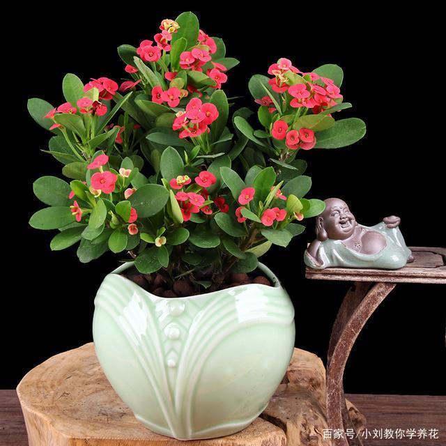 喜庆大方的虎刺梅怎么在家里养护?做到这几点,就能花开爆盆