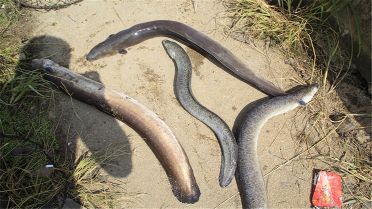 冬季如何预防鳗鱼有肠炎?该怎样科学的治疗?