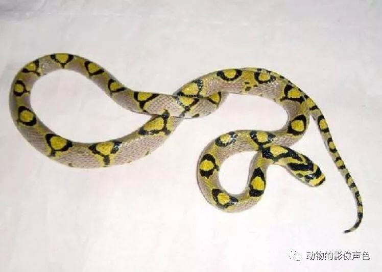 美丽的玉斑丽蛇,堪称蛇族第一美女