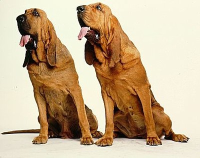 此犬深受法国王室宠爱,嗅觉犬中第一,连超过14天的气味都能追踪