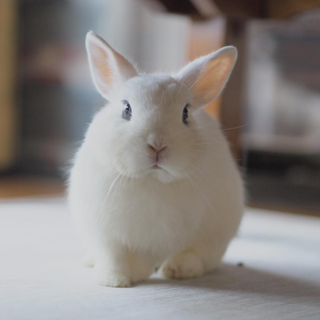 毛绒绒的,雪白雪白的,像棉花糖,想咬一口,小兔子真是可爱!