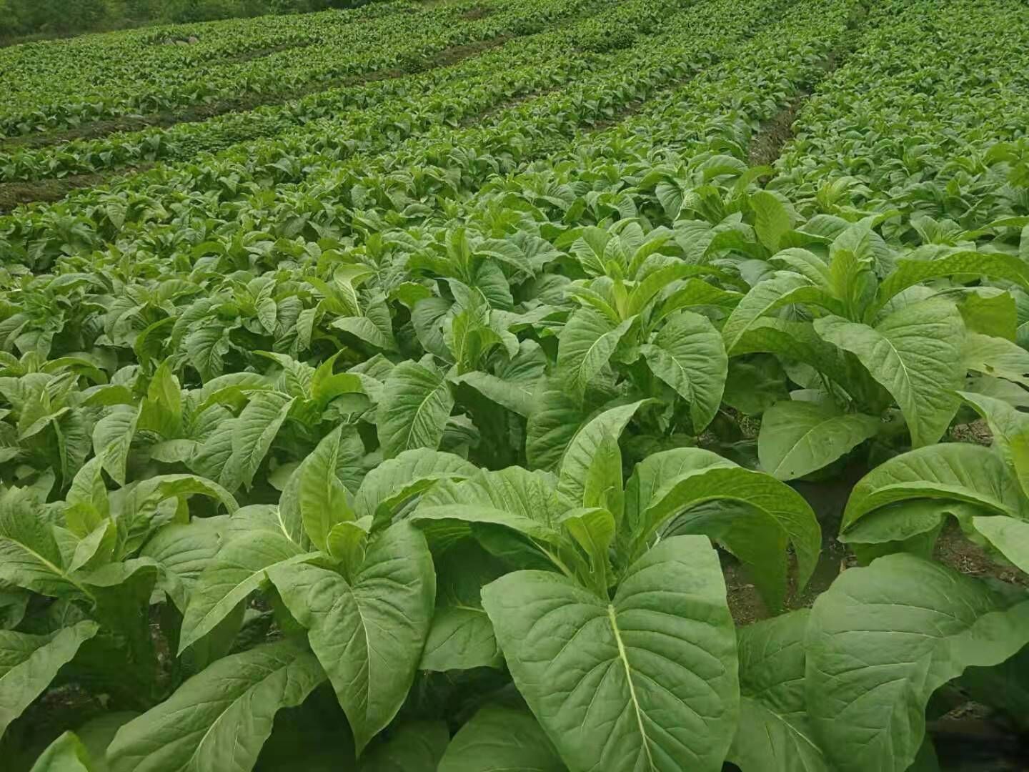 虽说烟苗长势好,但老刘他们并没有闲着,除草,除虫很关键,哪一个环节没