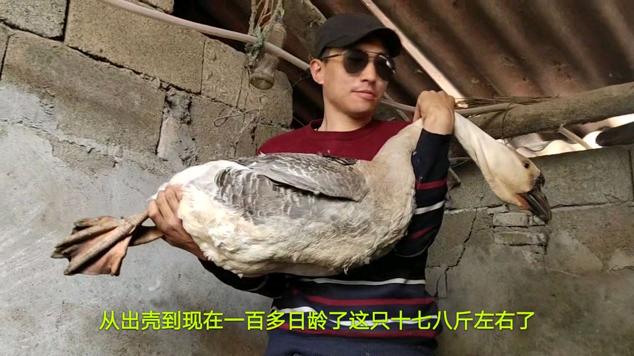 农村勤劳盲人养世界上最大的鹅听说能长到三十多斤看看是什么鹅吧